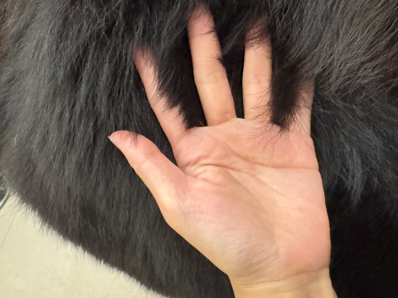 女人知己試用大隊,口碑行銷,部落客行銷,Downy Belly毛肚子,Downy Belly 保濕滋養胺基酸洗毛精,紅球薑淨膚配方,Downy Belly 保濕滋養胺基酸洗毛精-紅球薑淨膚配方,洗品天生防禦力，皮膚天生就很強,除了洗乾淨，其他的真的先不用,胺基酸清潔因子,好的界面活性劑，才能好洗,好沖淨,不易殘留,適量的細緻泡泡,狗貓皆適用,加拿大毒物學家安全把關,100%環保回收料再製瓶器,零廢棄為目標,低敏洗毛精,寵物訓練師好評,Downy Belly毛肚子,Downy Belly 皮膚救急胺基酸洗毛精,IPMP舒緩配方,Downy Belly 皮膚救急胺基酸洗毛精-IPMP舒緩配方,洗品天生防禦力,皮膚天生就很強,除了洗乾淨,其他的真的先不用,胺基酸清潔因子,APG+胺基酸清潔因子,IPMP高安全的成分,好的界面活性劑,才能好洗、好沖淨、不易殘留,適量的細緻泡泡,狗貓皆適用,加拿大毒物學家安全把關,100%環保回收料再製瓶器,零廢棄為目標,低敏洗毛精,寵物訓練師好評